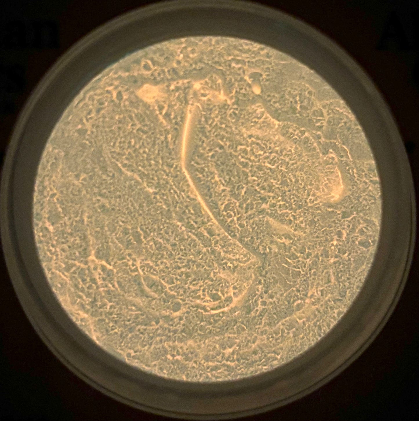 Clementine Crush Mica Powder (Glow-in-the-Dark)