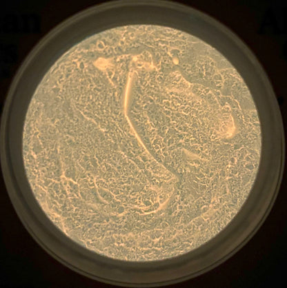 Clementine Crush Mica Powder (Glow-in-the-Dark)