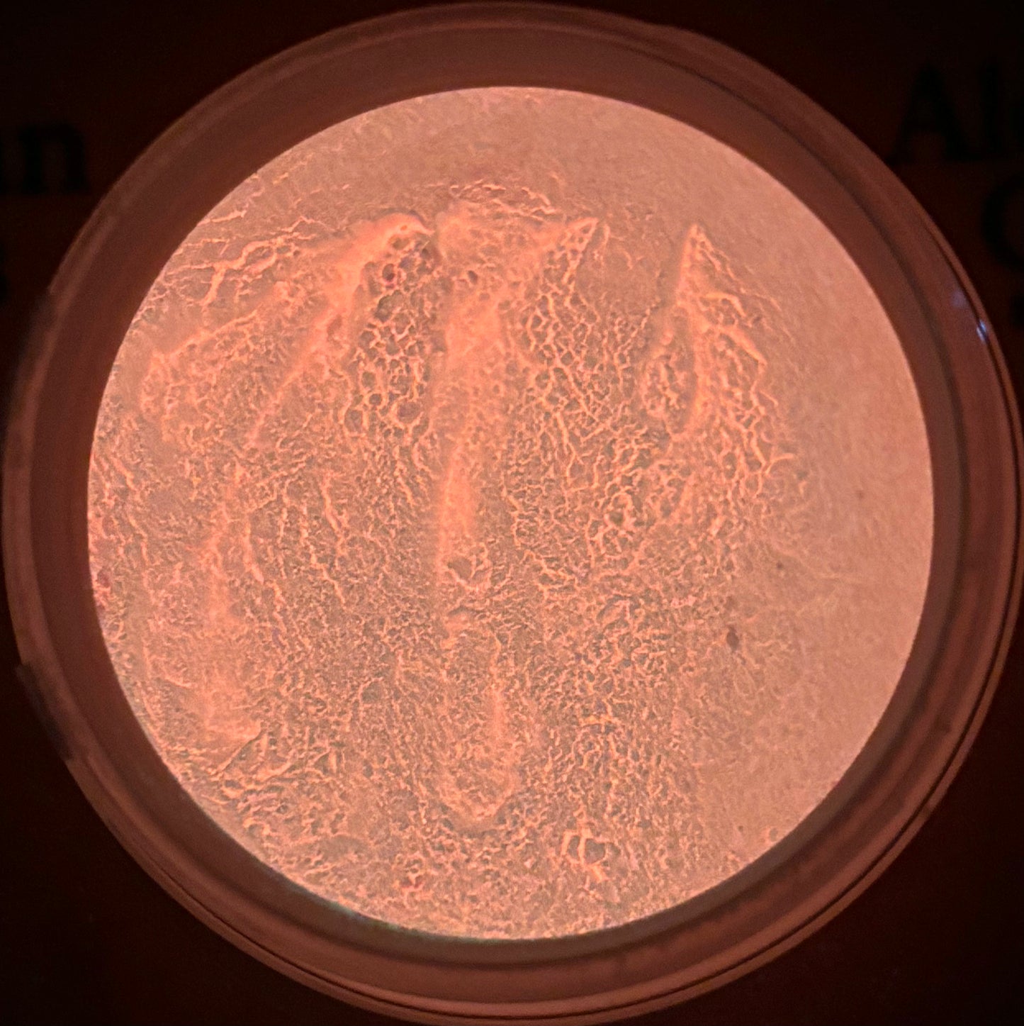 Coraline Pink Mica Powder (Glow-in-the-Dark)